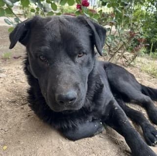 Άris (Άρης), male Mixed Breed for adoption at Dogs Voice, Athens