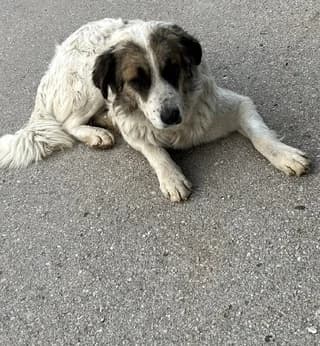 Mitsos (Μήτσος), male Mixed Breed for adoption at Dogs Voice, Athens