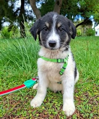 Vookie (Βookie), male puppy Mixed Breed for adoption at Dogs Voice, Athens