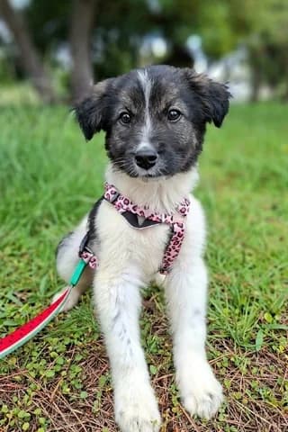 Lilly, female puppy Mixed Breed for adoption at Dogs Voice, Athens