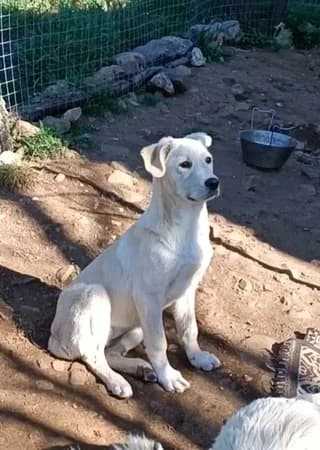 Perla (Πέρλα), female puppy Mixed Breed for adoption at Dogs Voice, Athens