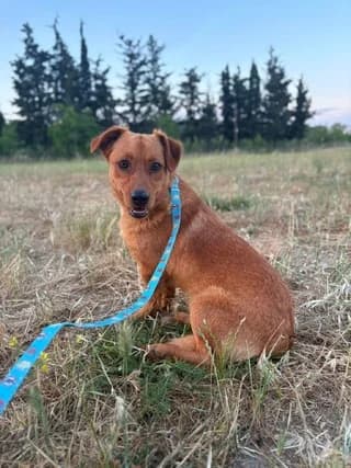 Jack, male puppy Mixed Breed for adoption at Dogs Voice, Athens