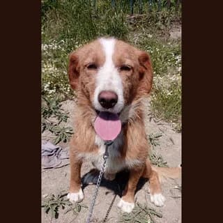 Kotsos (Κώτσος), male puppy Mixed Breed for adoption at Dogs Voice, Athens