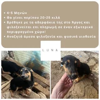 Luna, female puppy Mixed Breed for adoption at Dogs Voice, Athens