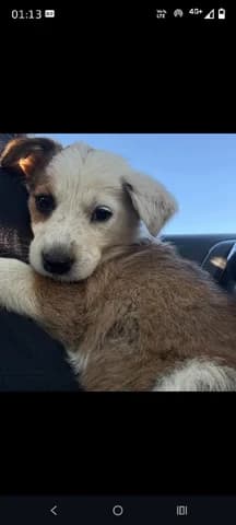 Mpizoy (Μπιζου), female puppy Mixed Breed for adoption at Dogs Voice, Athens