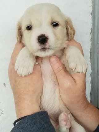Sucra, female puppy Mixed Breed for adoption at Dogs Voice, Athens