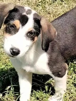 Smaragda (Σμαράγδα), female puppy Mixed Breed for adoption at Dogs Voice, Athens