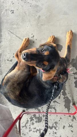Nala, female puppy Mixed Breed for adoption at Dogs Voice, Athens
