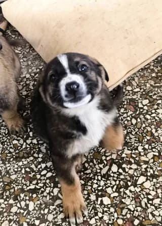Rooster, male puppy Mixed Breed for adoption at Dogs Voice, Athens