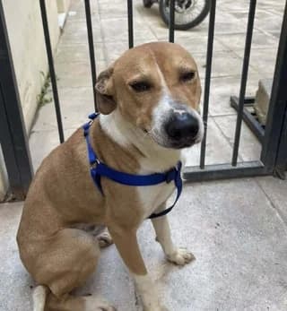 Ivan (Ιβάν), male young Mixed Breed for adoption at Dogs Voice, Athens