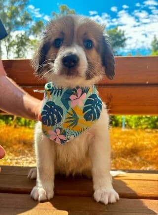 I Zoympoylia (Η Ζουμπουλία), female puppy Mixed Breed for adoption at Dogs Voice, Athens