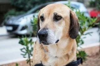 Liza (Λίζα), female 7yo Mixed Breed for adoption at Dogs Voice, Athens