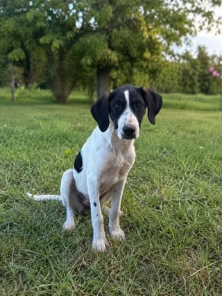 Fiona (Φιόνα), female puppy Mixed Breed for adoption at Dogs Voice, Athens