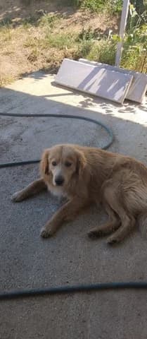 Όskar (Όσκαρ), male young Mixed Breed for adoption at Dogs Voice, Athens