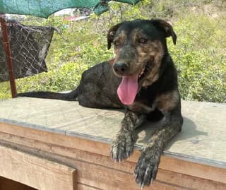 Franki (Φράνκι), male 7yo Mixed Breed for adoption at Dogs Voice, Athens