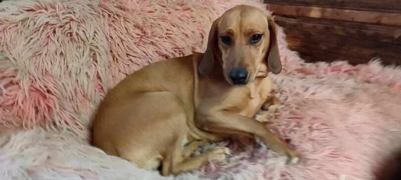 Dalí, female 3yo Mixed Breed for adoption at Dogs Voice, Athens