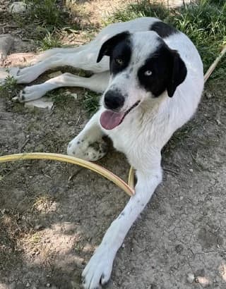 TIMO, male young Mixed Breed for adoption at Dogs Voice, Athens