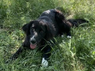 MARLEN, female young Mixed Breed for adoption at Dogs Voice, Athens