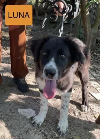 LUNA, female puppy Mixed Breed for adoption at Dogs Voice, Athens