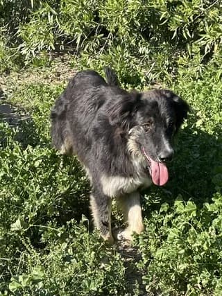 ATLAS, male young Mixed Breed for adoption at Dogs Voice, Athens