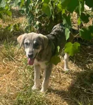 GREY, female puppy Mixed Breed for adoption at Dogs Voice, Athens