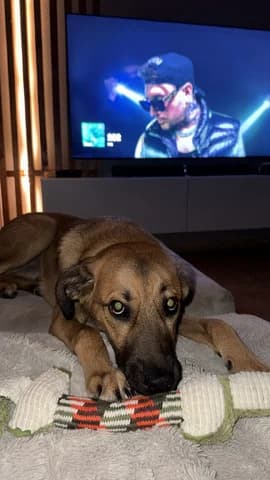 Atlas (Ατλας), male young Mixed Breed for adoption at Dogs Voice, Athens