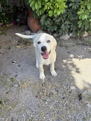 Krema (Κρέμα), female puppy Mixed Breed for adoption at Dogs Voice, Athens