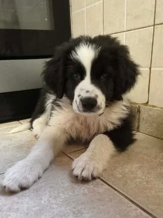 Valerios (Βαλέριος), male puppy Mixed Breed for adoption at Dogs Voice, Athens