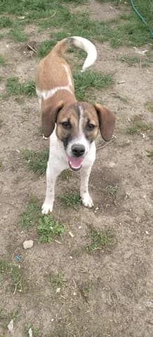 Lucy, female 3yo Mixed Breed for adoption at Dogs Voice, Athens