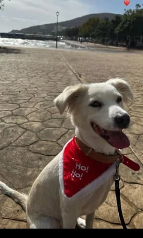 Sylvia (Σύλβια), female 7yo Mixed Breed for adoption at Dogs Voice, Athens