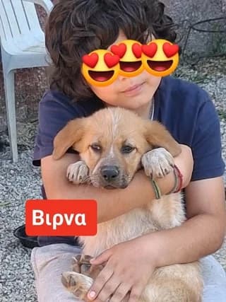 VIRNA, 3 minon (VIRNA, 3 μηνων), female puppy Mixed Breed for adoption at Dogs Voice, Athens