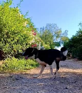 Bowie (Fotis) (Bowie (Φώτης)), male young Mixed Breed for adoption at Dogs Voice, Athens