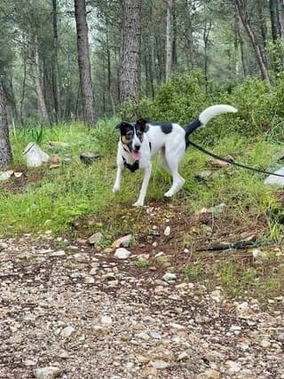 Άria (Άρια), female young Mixed Breed for adoption at Dogs Voice, Athens