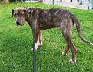 Lucas, male 3yo Mixed Breed for adoption at Dogs Voice, Athens