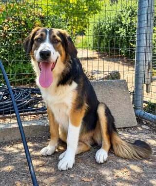 Elli (Ελλη), female puppy Mixed Breed for adoption at Dogs Voice, Athens