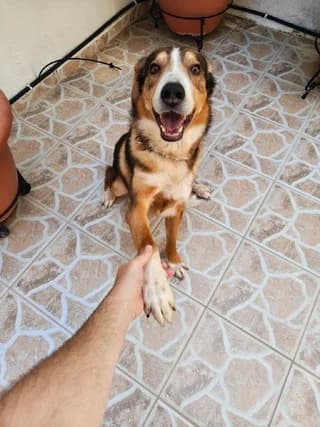 Rex (Ρεξ), male 7yo Mixed Breed for adoption at Dogs Voice, Athens