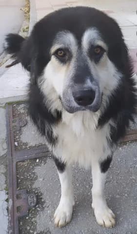 Nontas, male 3yo Mixed Breed for adoption at Dogs Voice, Athens