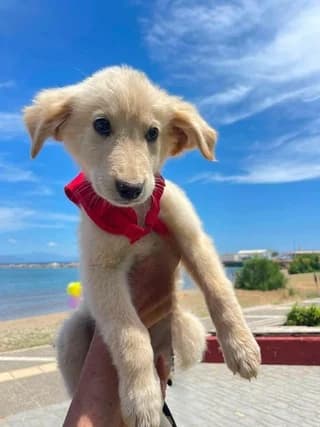Aeroporos (Αεροπόρος), male puppy Mixed Breed for adoption at Dogs Voice, Athens