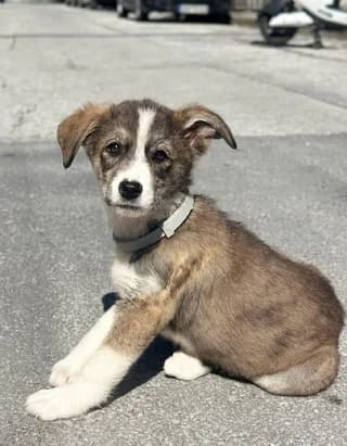 Lina (Λινα), female puppy Mixed Breed for adoption at Dogs Voice, Athens