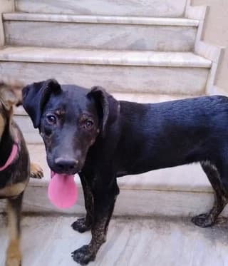 Rex (Ρεξ), male puppy Mixed Breed for adoption at Dogs Voice, Athens
