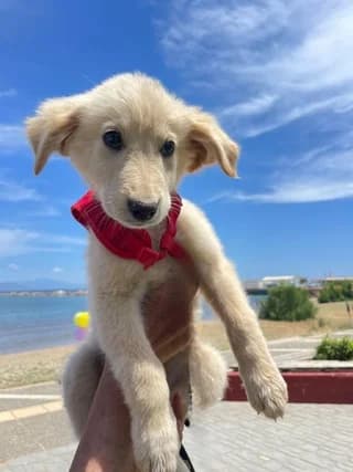 Pilot, male puppy Mixed Breed for adoption at Dogs Voice, Athens