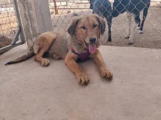 Agapoylis (Αγαπουλης), male puppy Mixed Breed for adoption at Dogs Voice, Athens