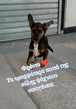 Frento (Φρέντο), male puppy Mixed Breed for adoption at Dogs Voice, Athens