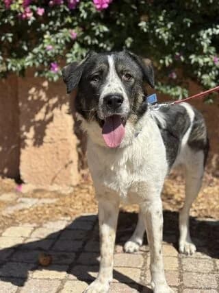 ♥️Orlanto♥️ (♥️Ορλάντο♥️), male young Mixed Breed for adoption at Dogs Voice, Athens