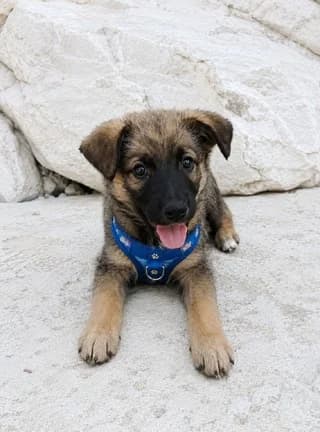 Tzaz 2 minon (Τζαζ 2 μηνών), male puppy Mixed Breed for adoption at Dogs Voice, Athens