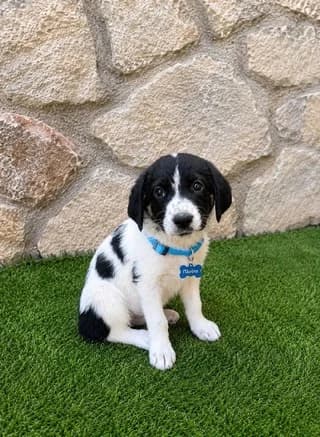 Ployto 2 minon (Πλούτο 2 μηνών), male puppy Mixed Breed for adoption at Dogs Voice, Athens