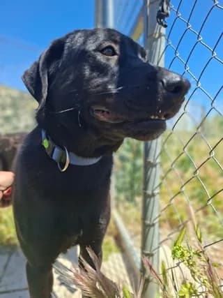 Othello, male young Mixed Breed for adoption at Dogs Voice, Athens