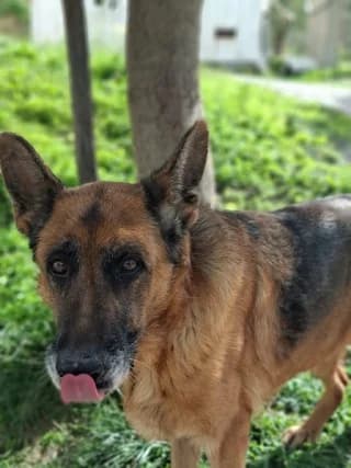 Fenia (Φενια), female 3yo Mixed Breed for adoption at Dogs Voice, Athens