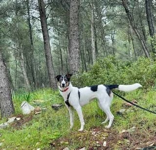 Άria (Άρια), female young Mixed Breed for adoption at Dogs Voice, Athens