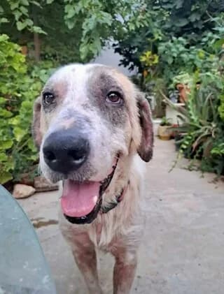 Von - the dog (Βον - the dog), male 7yo Mixed Breed for adoption at Dogs Voice, Athens